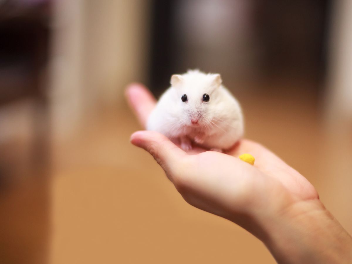 a hand holding a small white rodent hamster