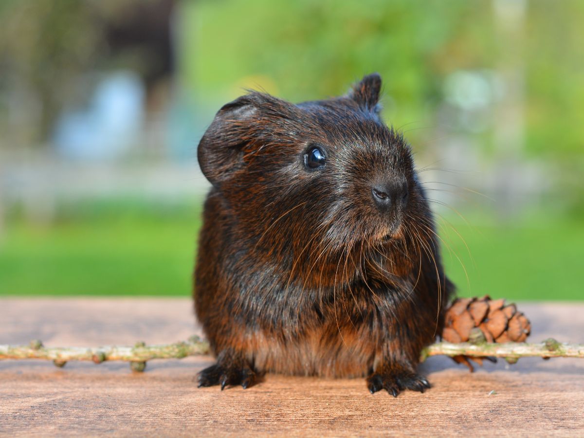 a small rodent on a wood surface