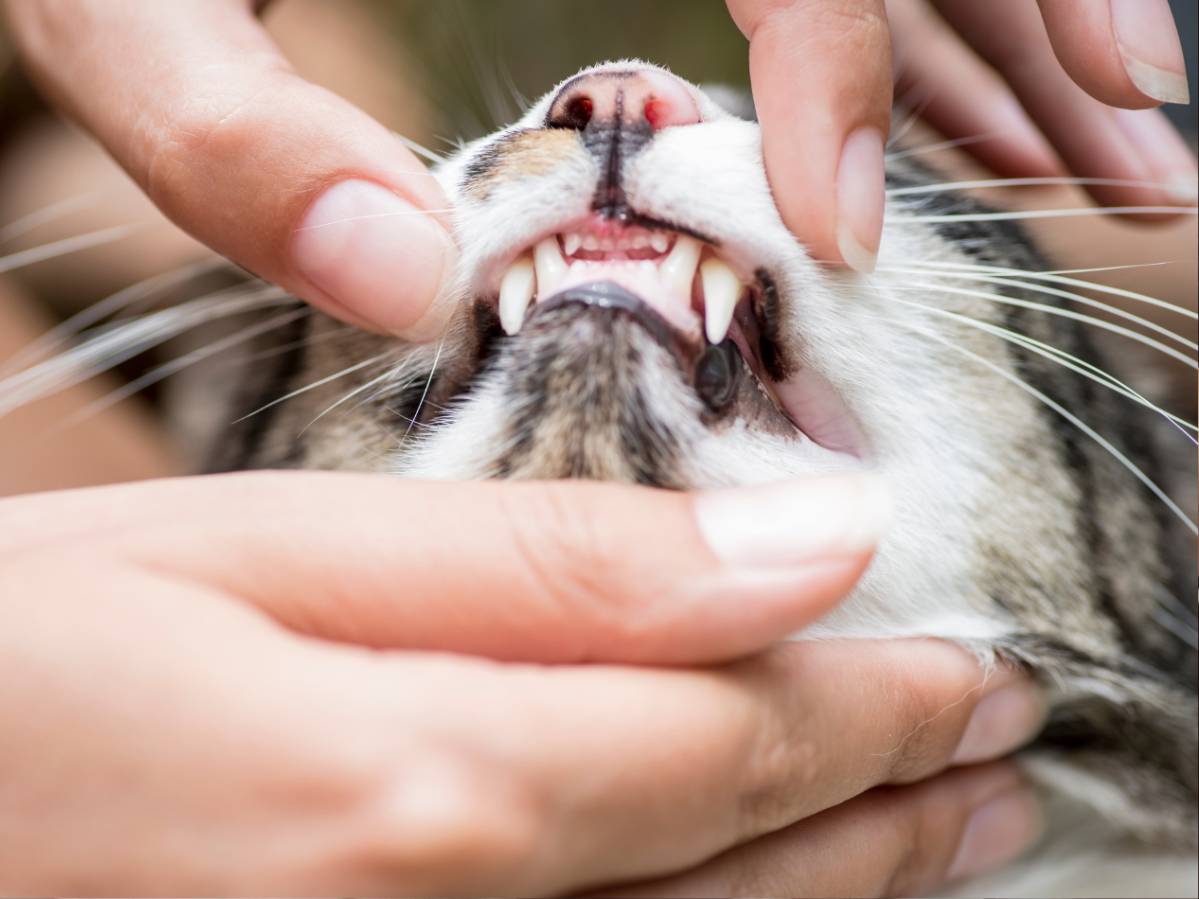 A cat's teeth being checked