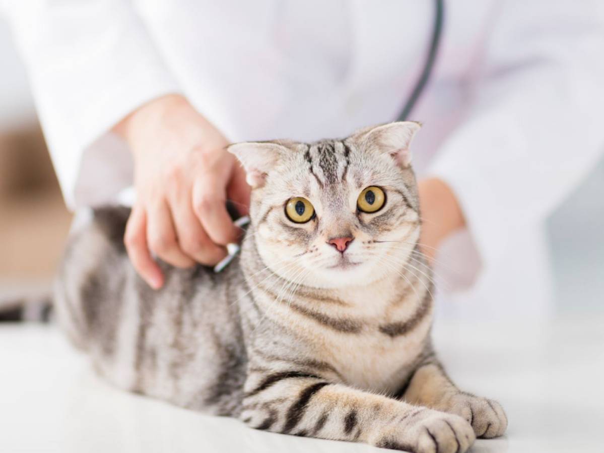 A veterinarian checking the cat's heartbeat