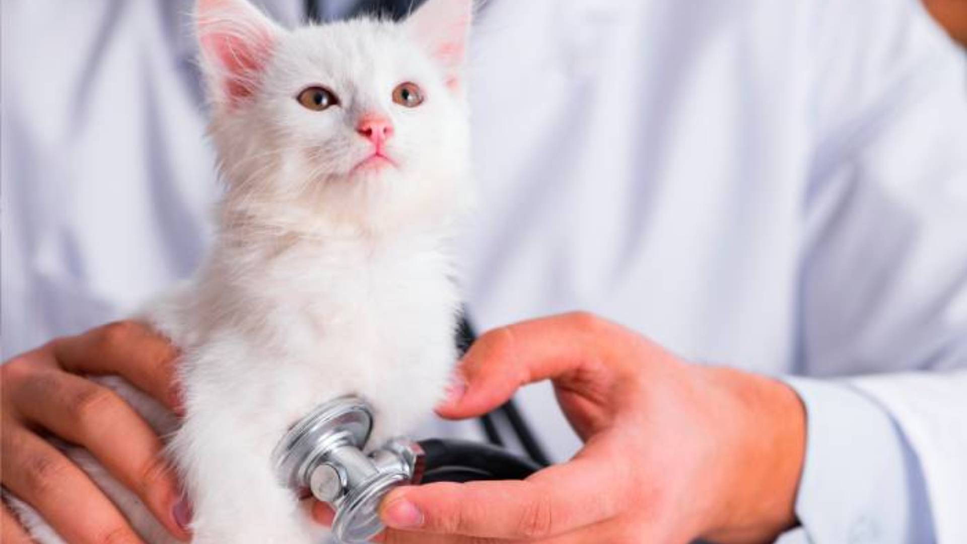 A kitten being examined by a doctor