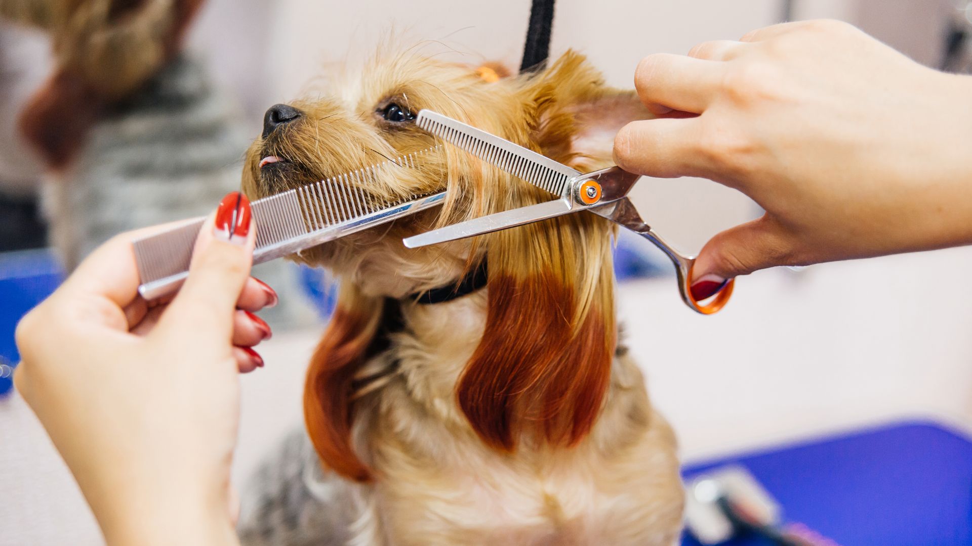 A dog having hair trimming
