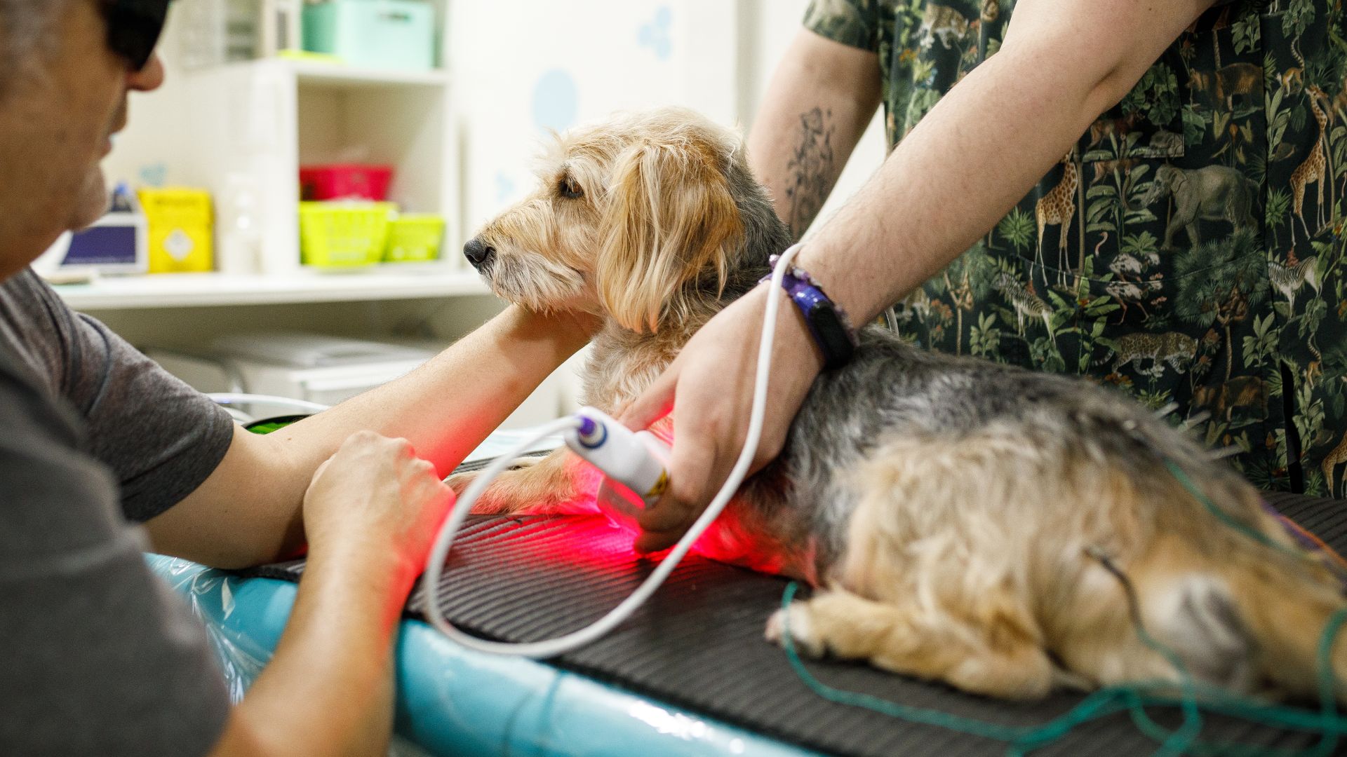 A dog having laser therapy