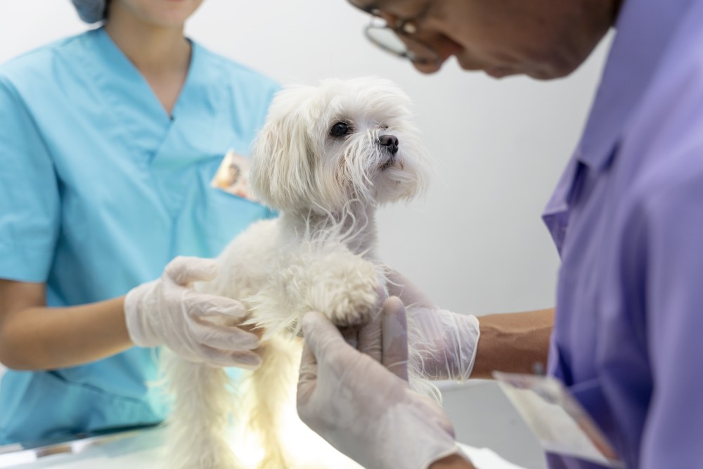 A veterinarian checking dog's skin