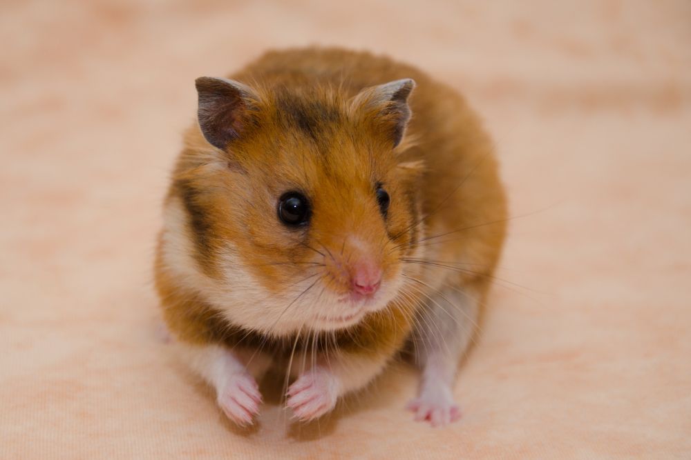 A brown and white rodent