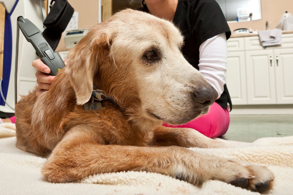 dog laser therapy