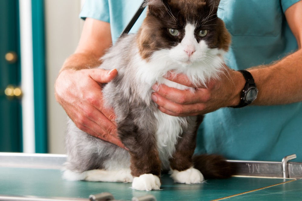 cat being examined by a veterinarian