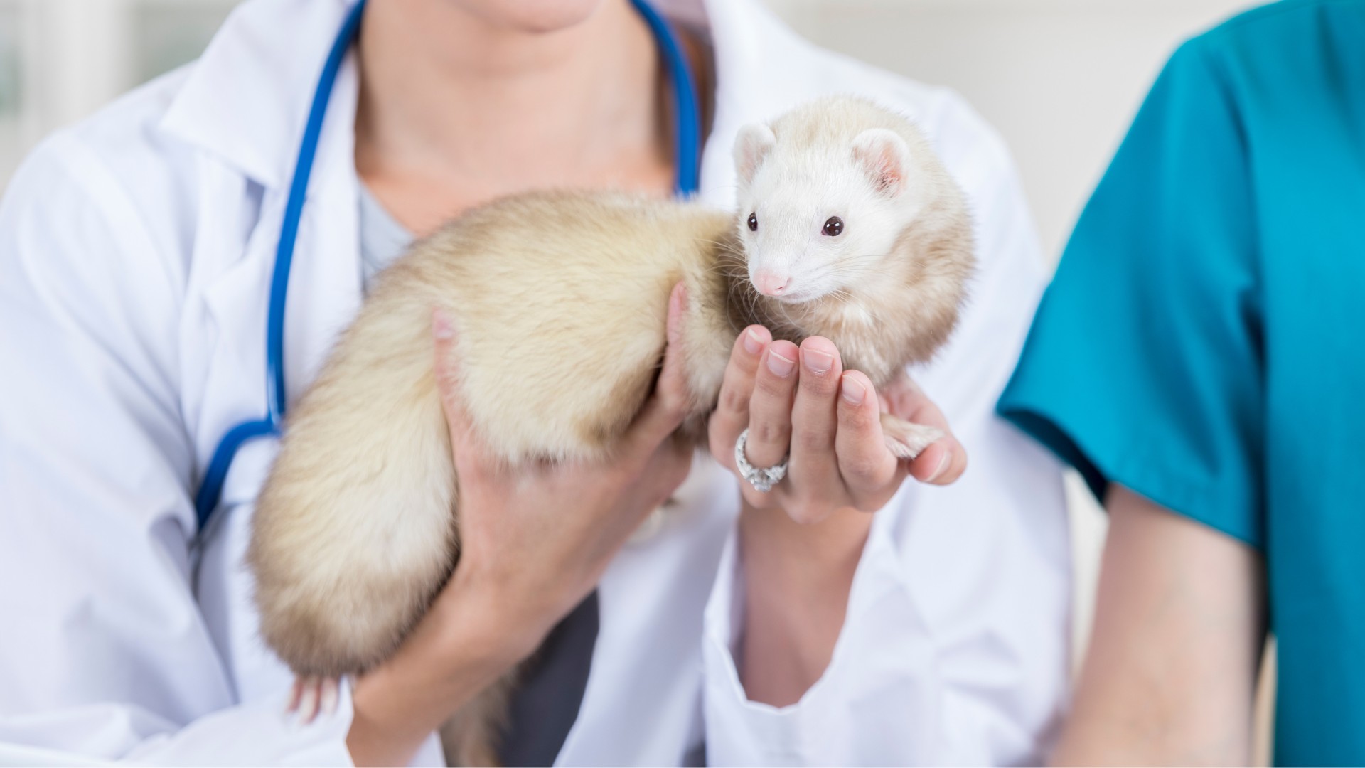 a vet holding a ferret in her hands