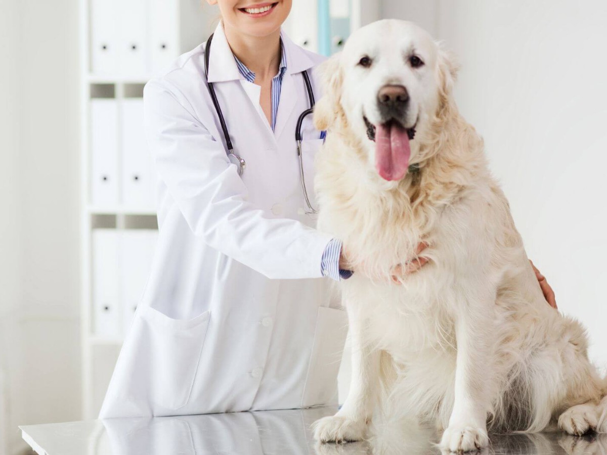 a vet examines a dog